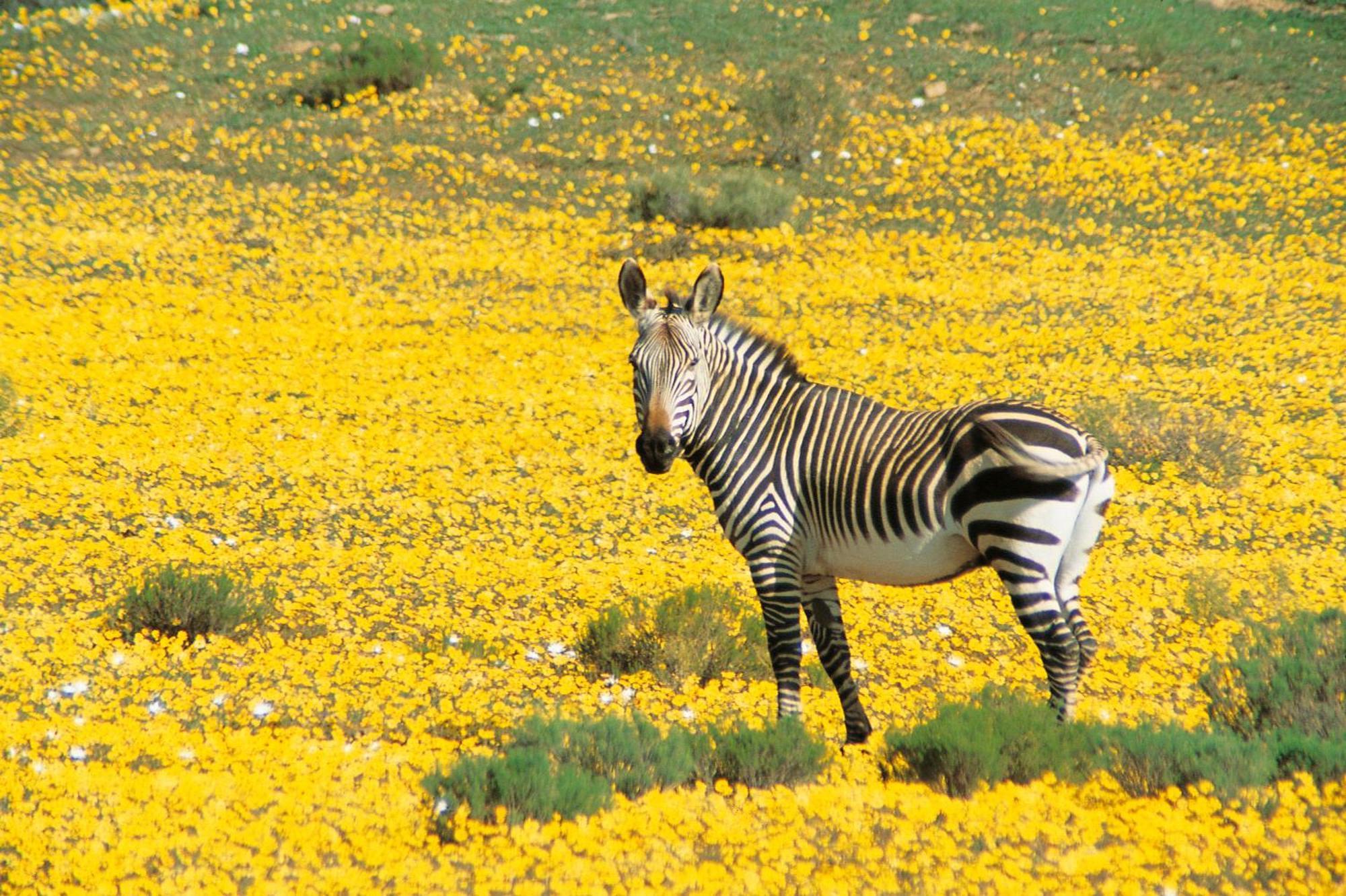 Bushmans Kloof Wilderness Reserve And Wellness Retreat Clanwilliam Kültér fotó
